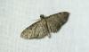 Eupithecia virgaureata